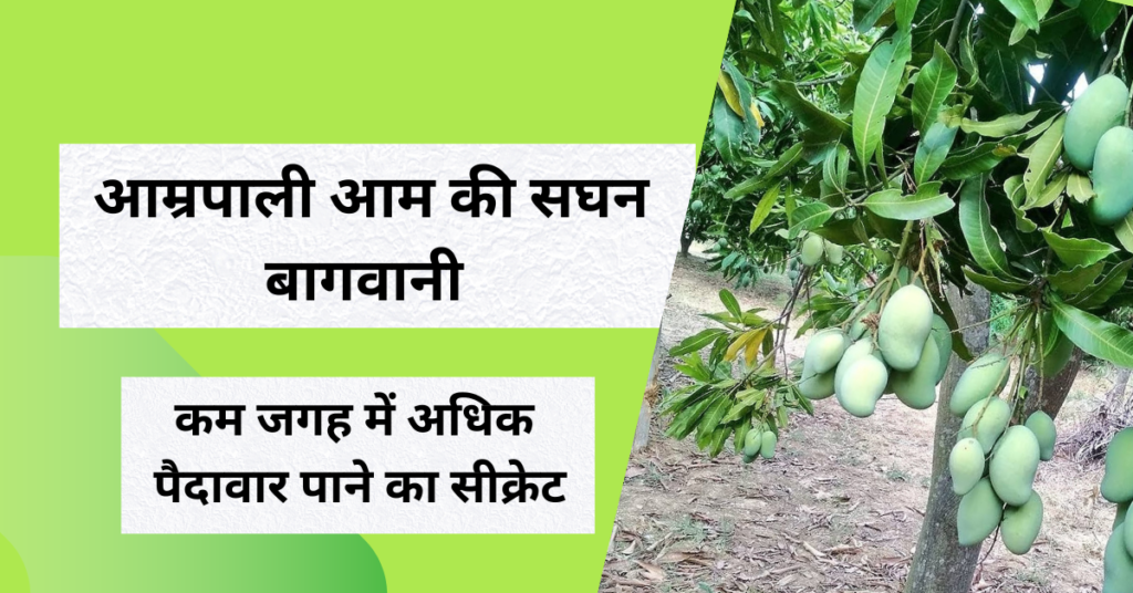 आम्रपाली आम की सघन बागवानी