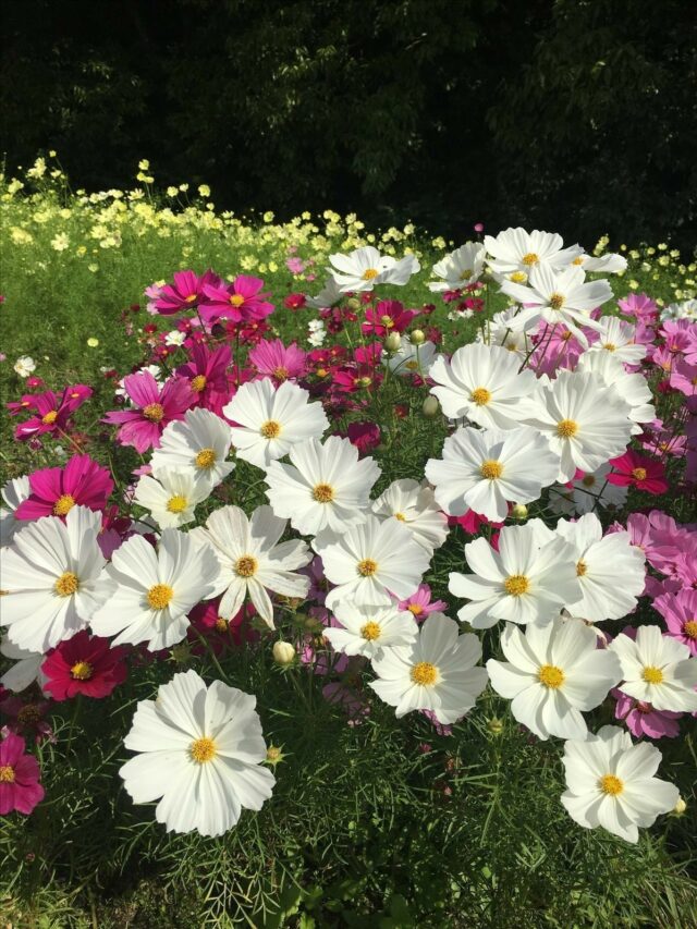 10 Essential  Tips to Grow Cosmos Flower From Seed