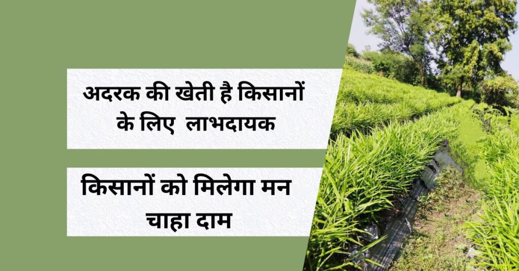 अदरक की खेती