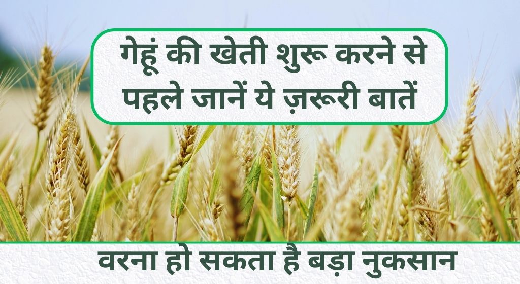 गेहूं की खेती