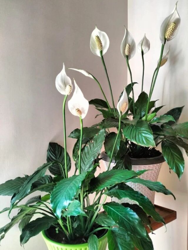 7 Benefits of having a peace Lily in your home.