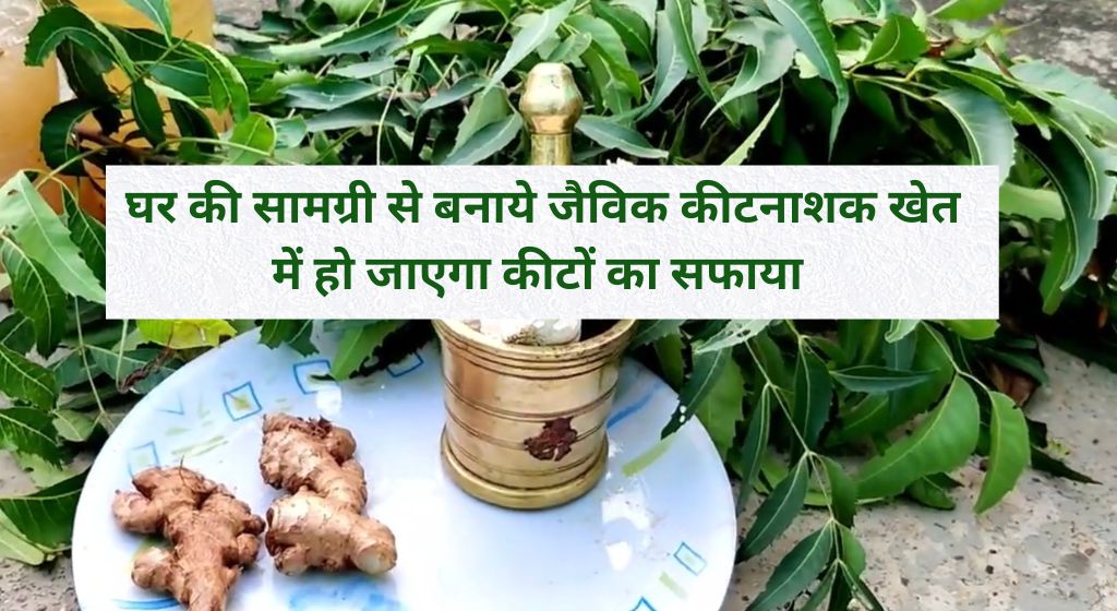 जैविक खेती