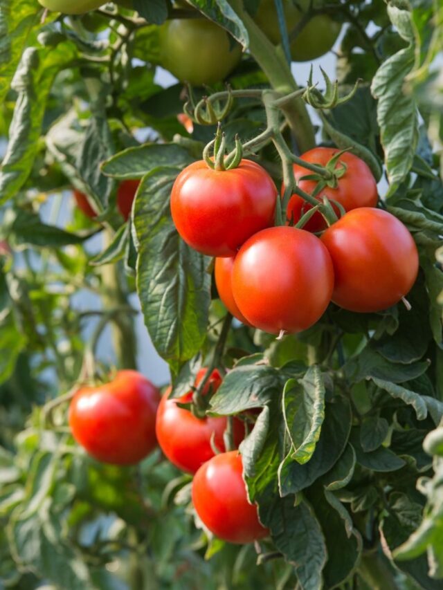 7  Top Tips For Growing Juicy Tomatoes