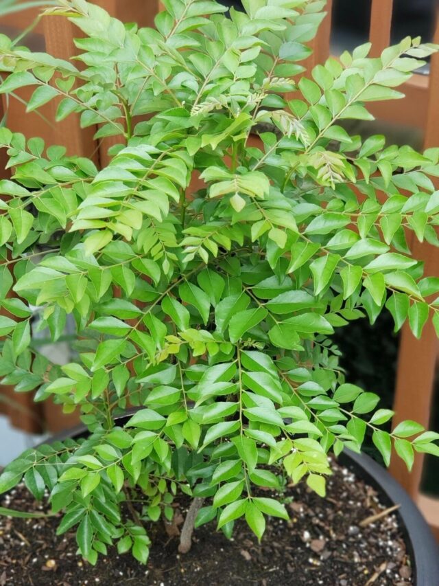 Easy Way To Grow Curry Leaf Plant