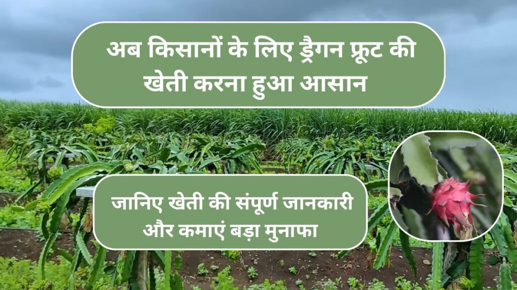 dragon fruit ki kheti