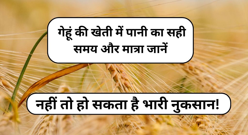 गेहूं की खेती