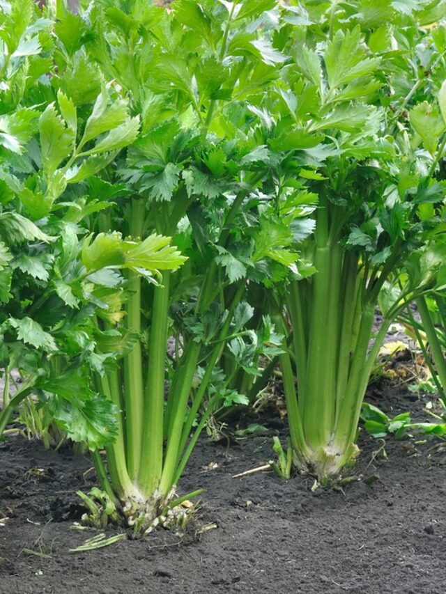 सिर्फ 9 स्टेप में घर पर उगाएं ताज़ा धनिया – बिना खर्च, बिना झंझट