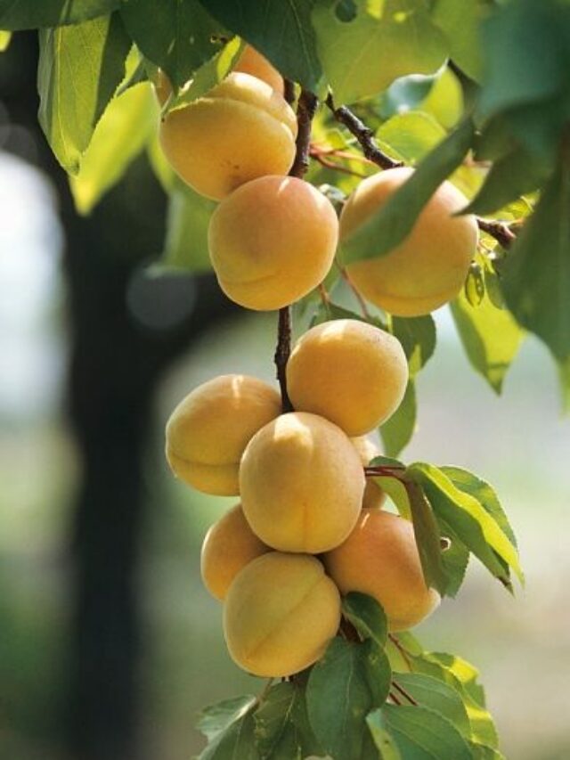 Grow Apricots from Seeds: Step-by-Step Kitchen Garden Guide