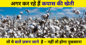कपास की खेती