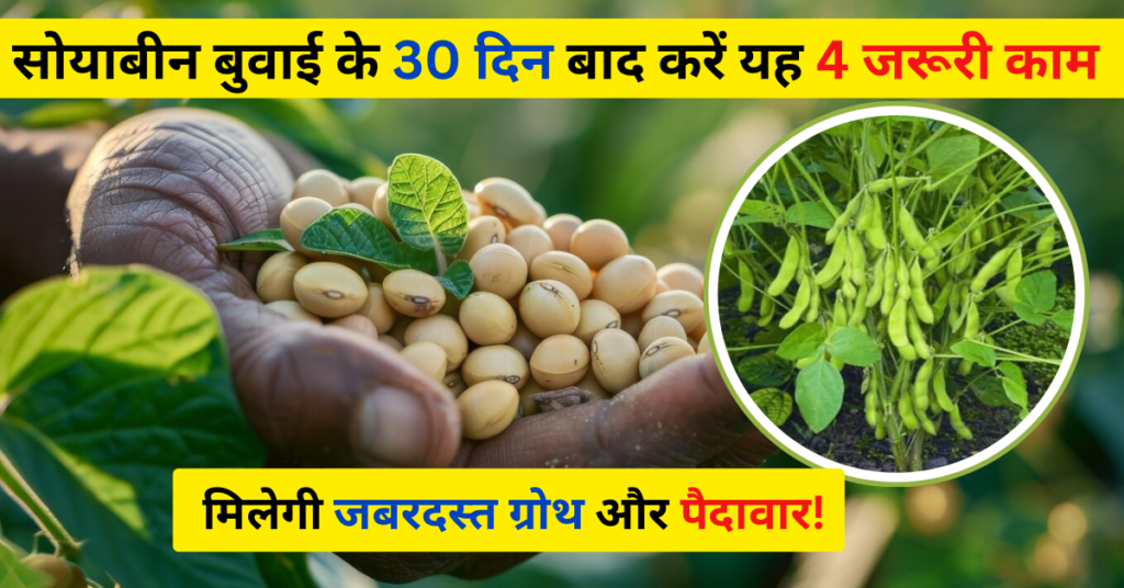 सोयाबीन बुवाई के 30 दिन बाद करें यह 4 जरूरी काम, मिलगी जबरदस्त ग्रोथ और पैदावार!