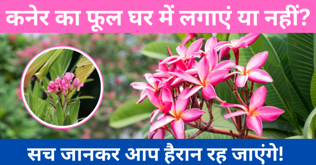 कनेर का फूल