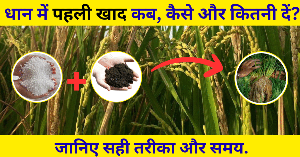 धान में पहली खाद