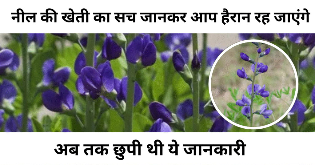 नील की खेती