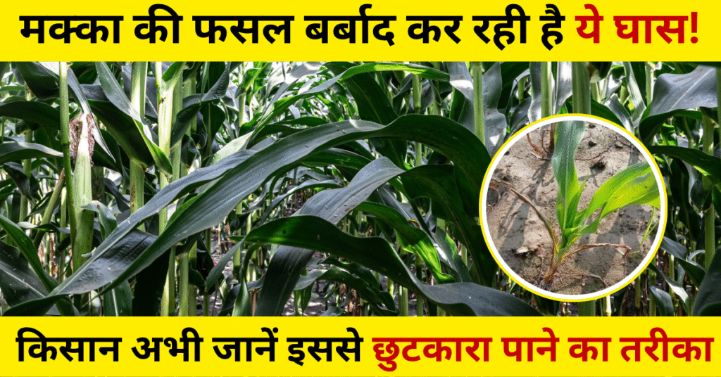 मक्के की फसल