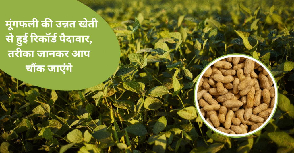 मूंगफली की उन्नत खेती