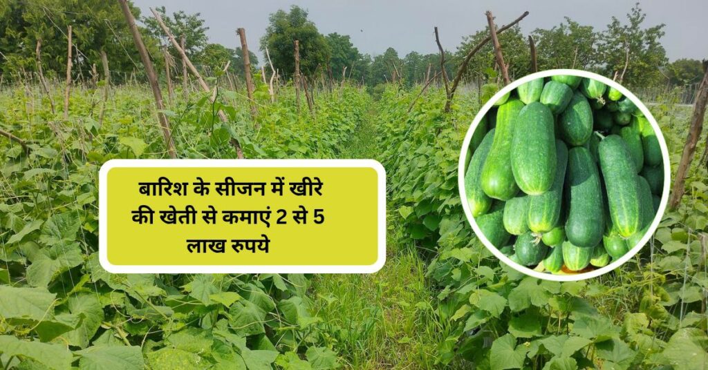 खीरे की खेती