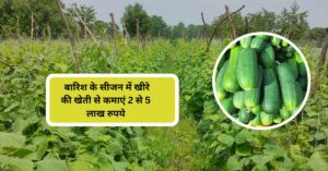 खीरे की खेती