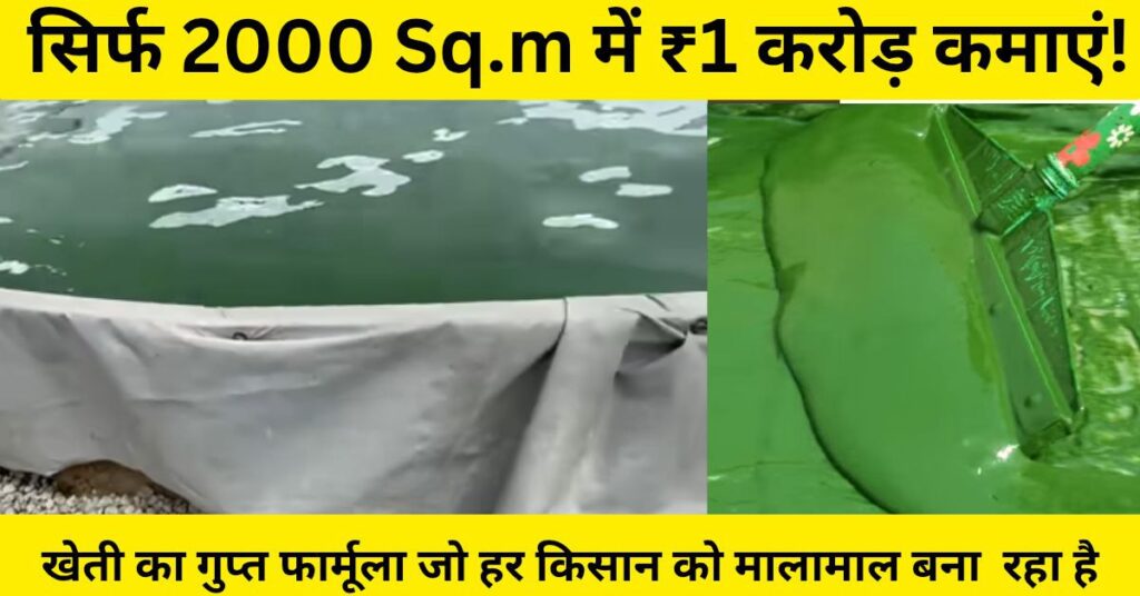 स्पिरुलिना की खेती