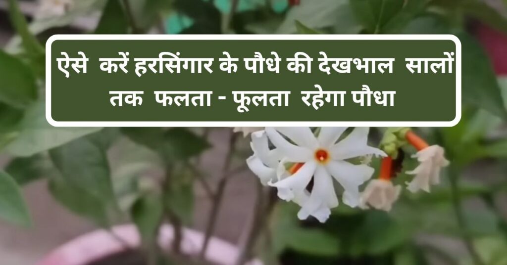 हरसिंगार के पौधे की देखभाल