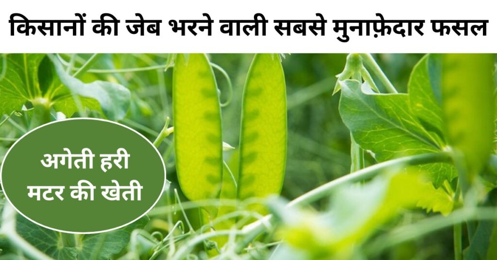 अगेती हरी मटर की खेती