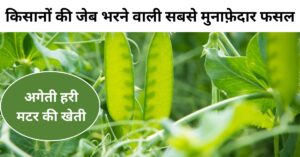 अगेती हरी मटर की खेती
