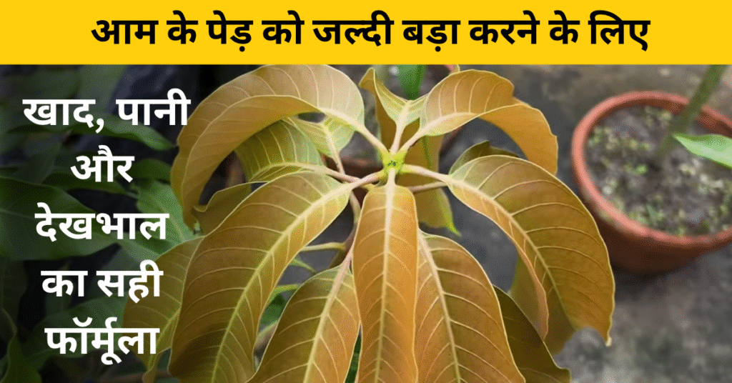 आम के पेड़ को जल्दी बड़ा कैसे करें