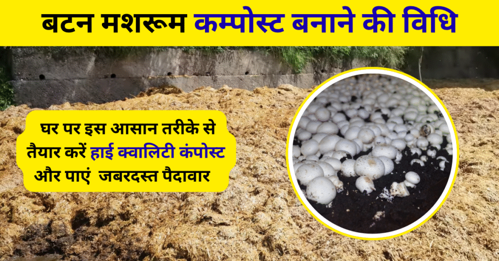 बटन मशरूम कम्पोस्ट बनाने की विधि