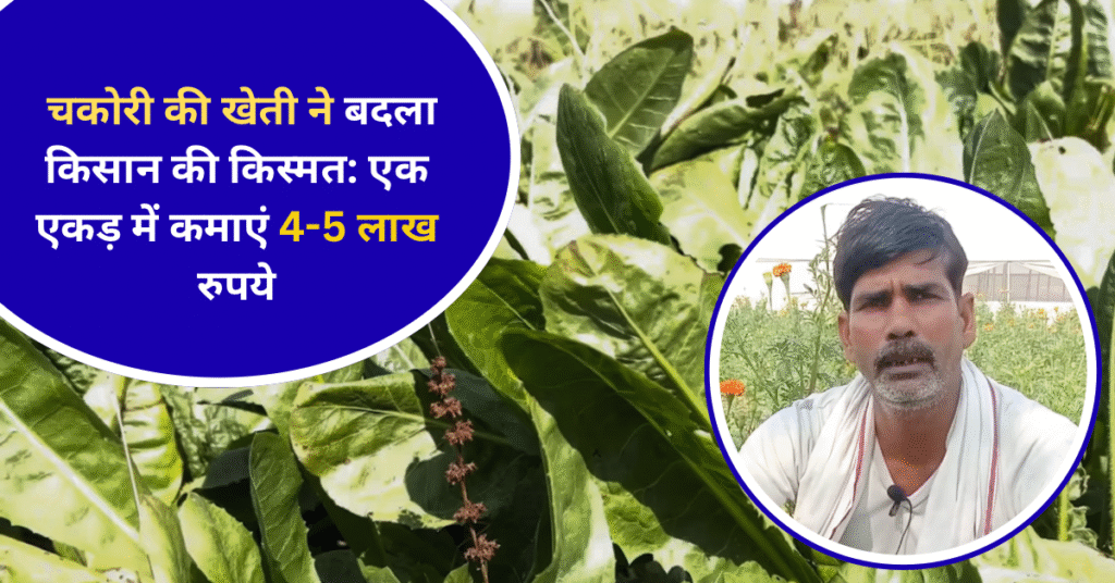 चकोरी की खेती