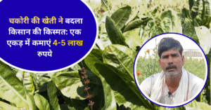 चकोरी की खेती