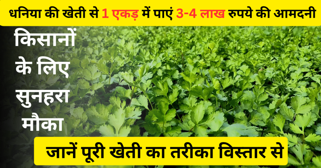 धनिया की खेती 