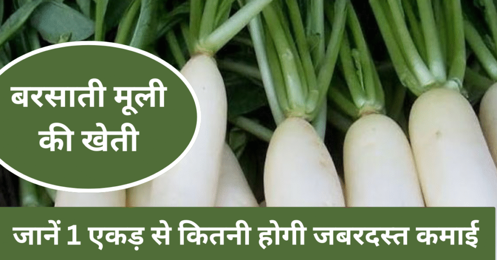 बरसाती मूली की खेती