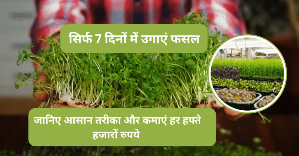 माइक्रोग्रीन खेती