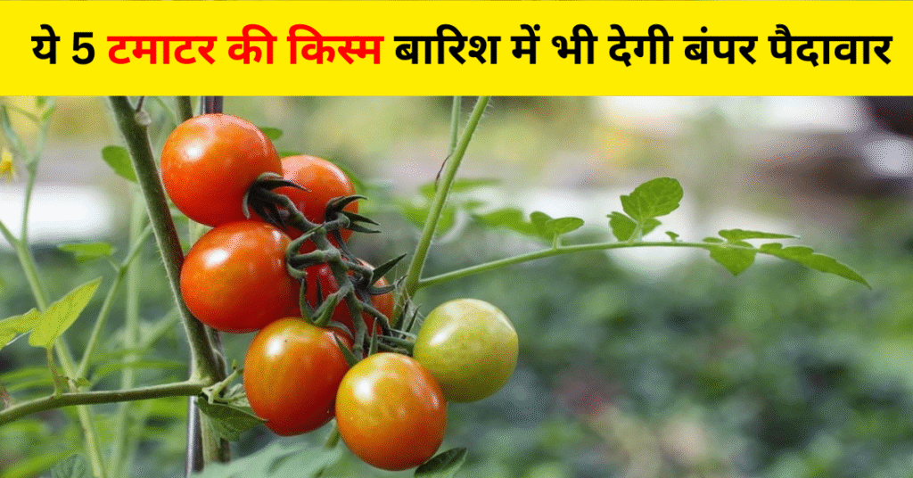 बरसाती टमाटर की किस्म