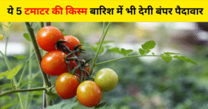 बरसाती टमाटर की किस्म