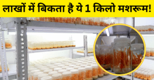 कीड़ा जड़ी मशरूम की खेती