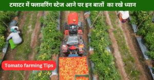 Tomato farming Tips