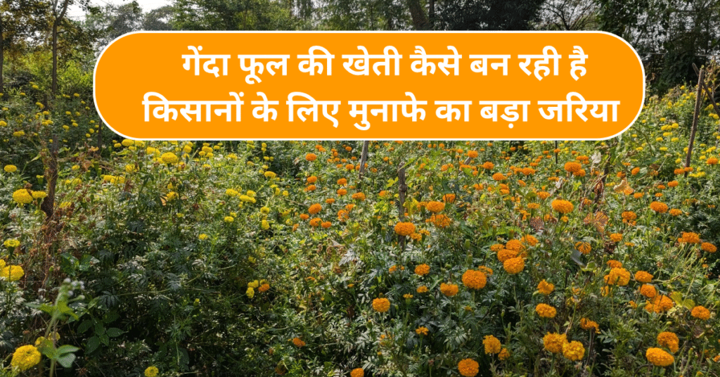 गेंदा फूल की खेती