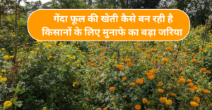 गेंदा फूल की खेती