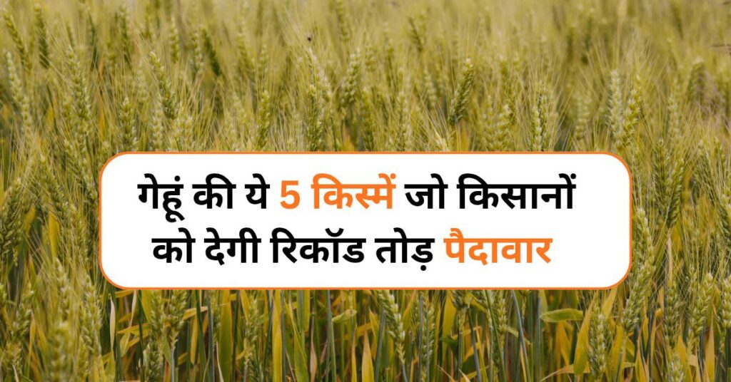 Top 5 Varieties of Wheat