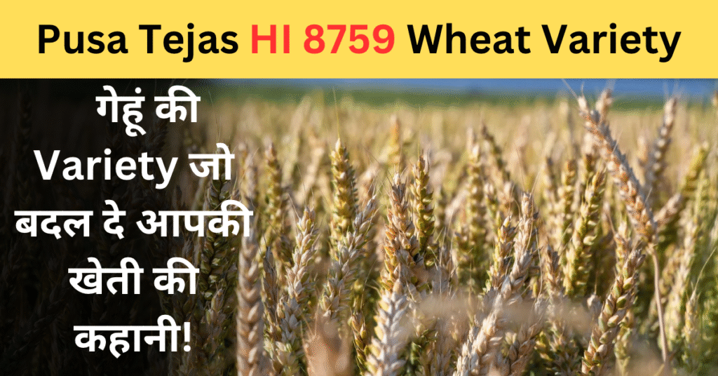 HI 8759 wheat variety