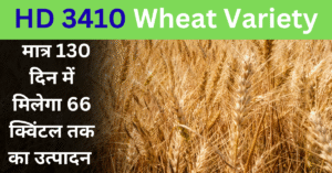 HD 3410 Wheat Variety