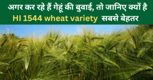 HI 1544 wheat variety